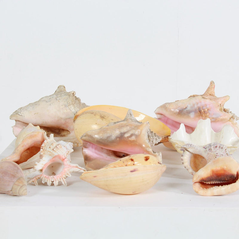 A Beautiful Collection of 11 Decorative Seashell Specimens