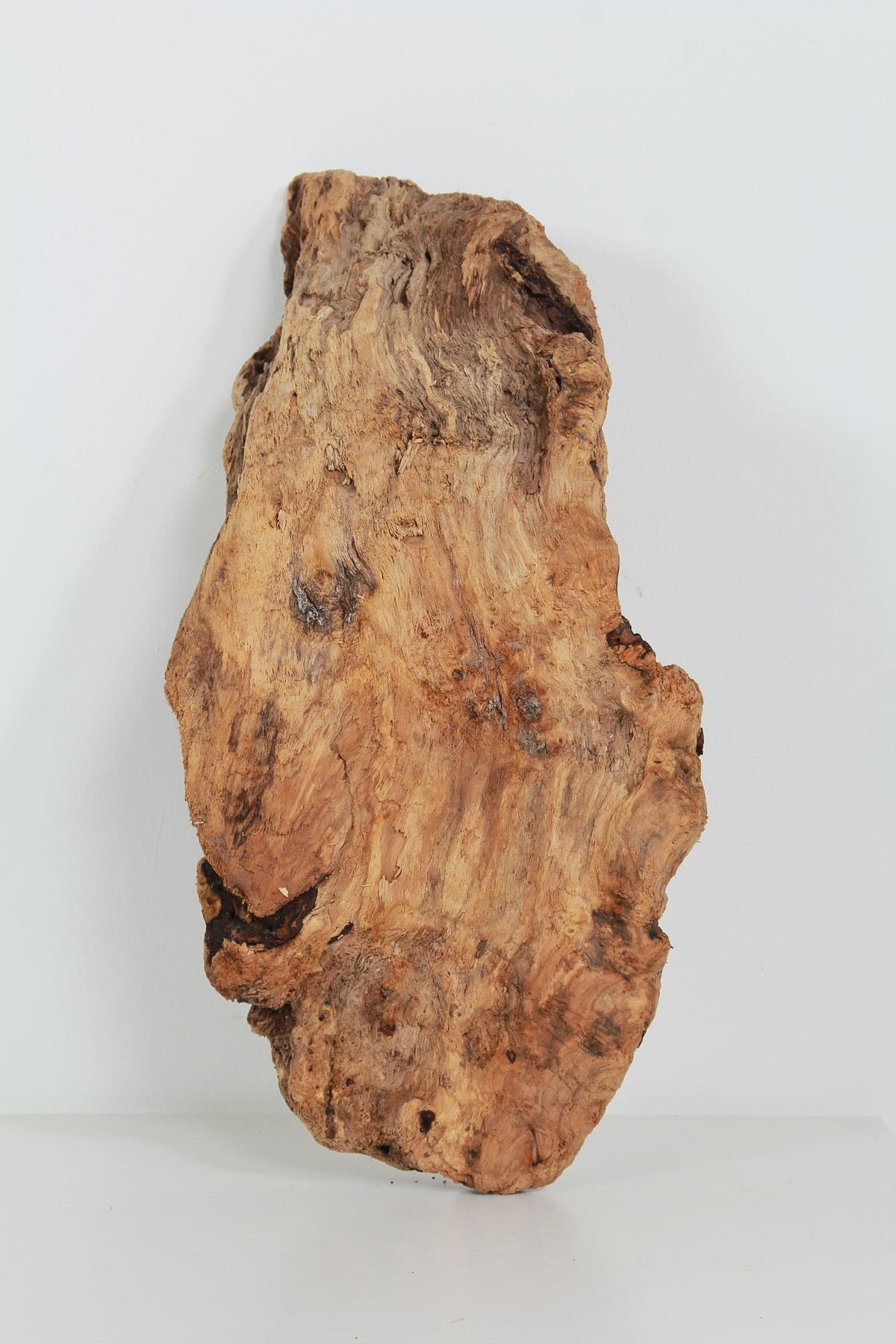 Unique  Sculptural  Gnarly Driftwood Seashore Fragment