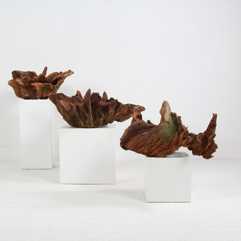 Collection of three Ancient Withered Gnarly Wabi Sabi Tree Roots