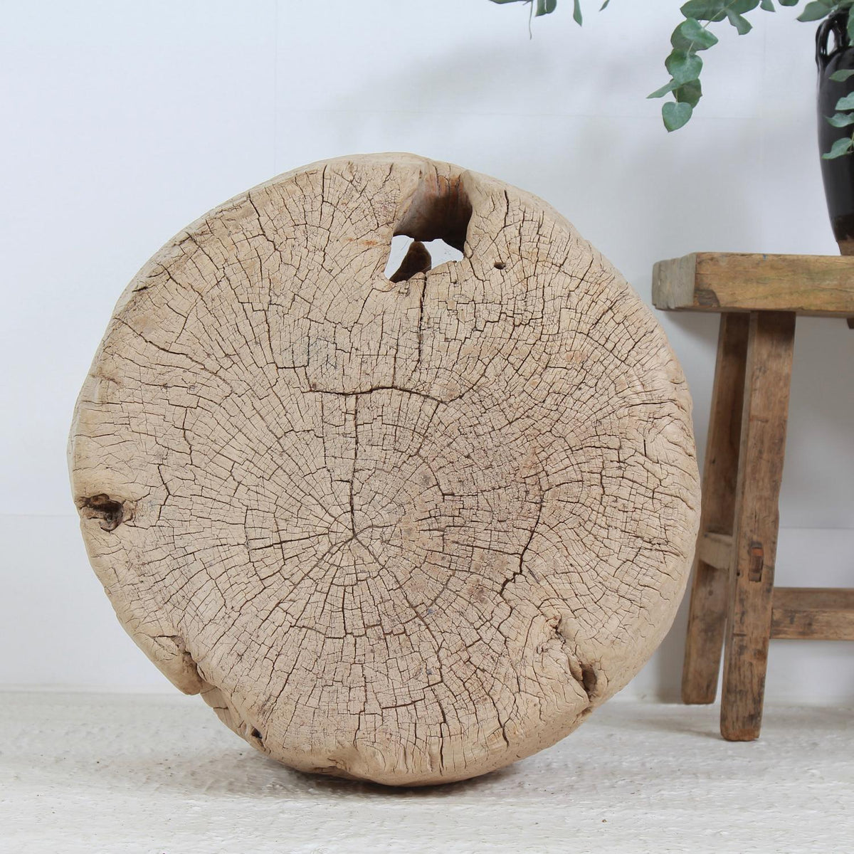 Enormous Unique Gnarly Elm Root Coffee/Side Table