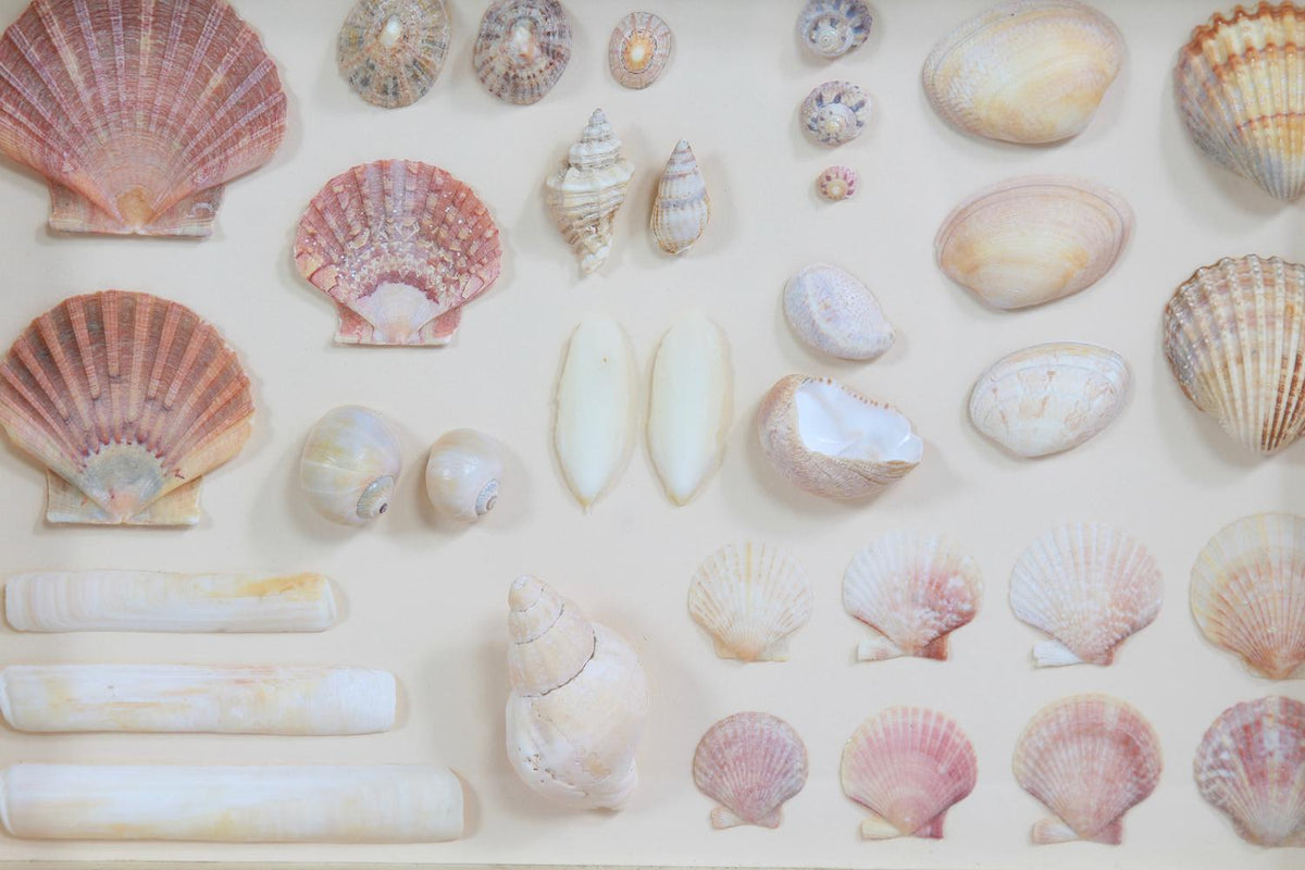 French 19th Century Nautical Seashell Collection in Glazed Box