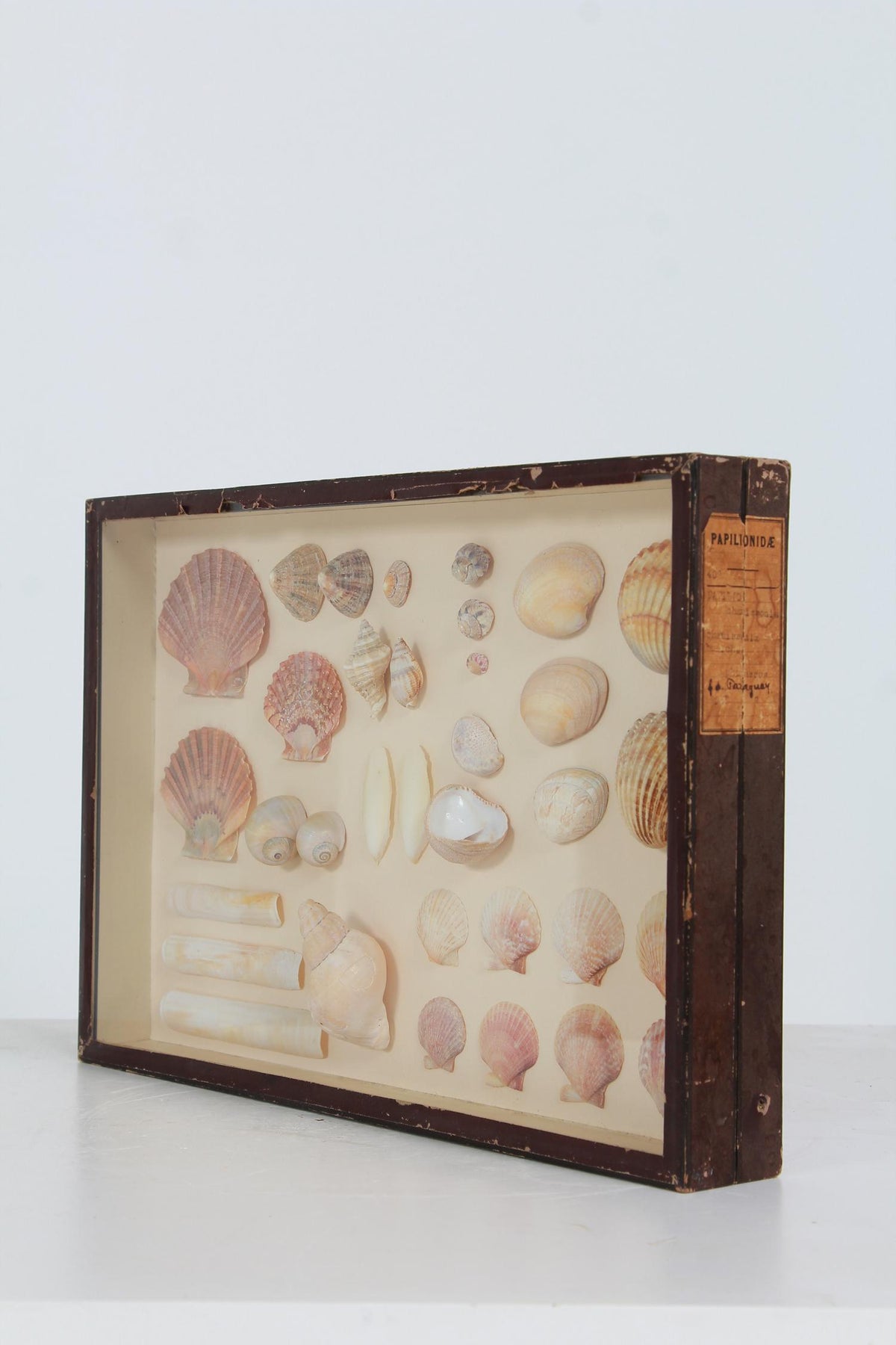 French 19th Century Nautical Seashell Collection in Glazed Box