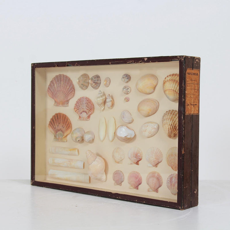 French 19th Century Nautical Seashell Collection in Glazed Box