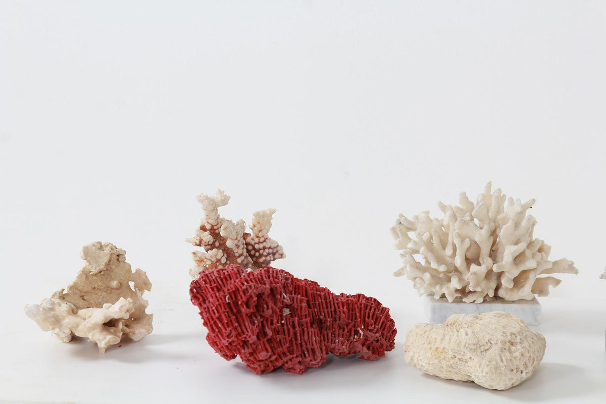Collection of Nine Dramatic  Antique CORAL Pieces