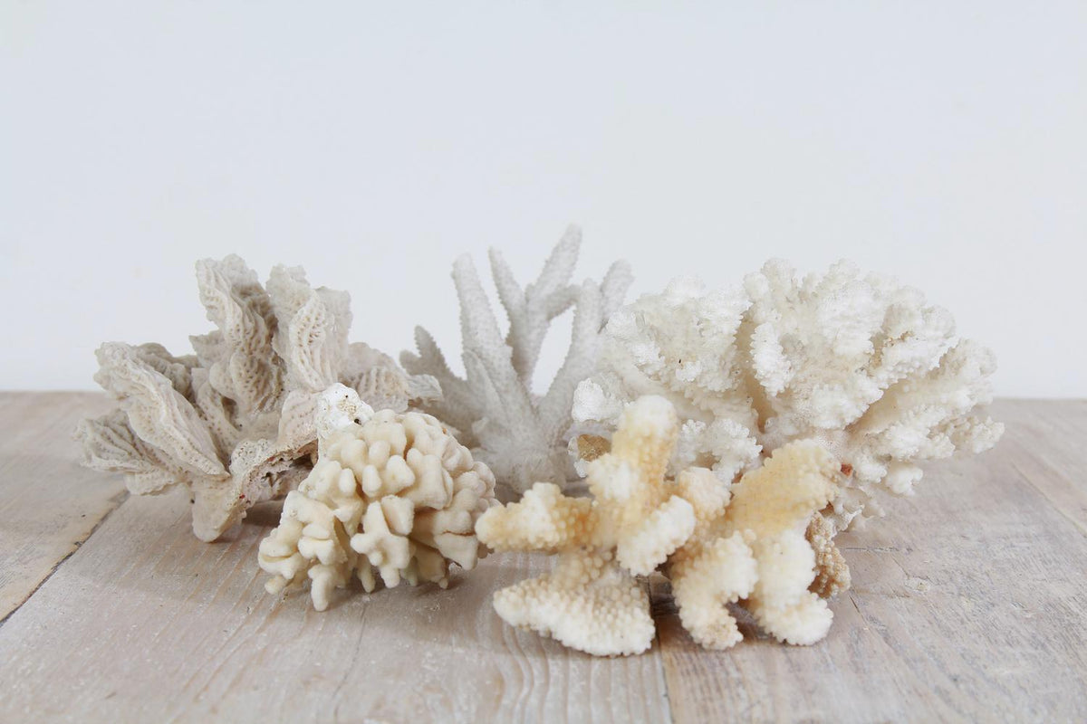 Decorative Collection of Five Vintage Corals