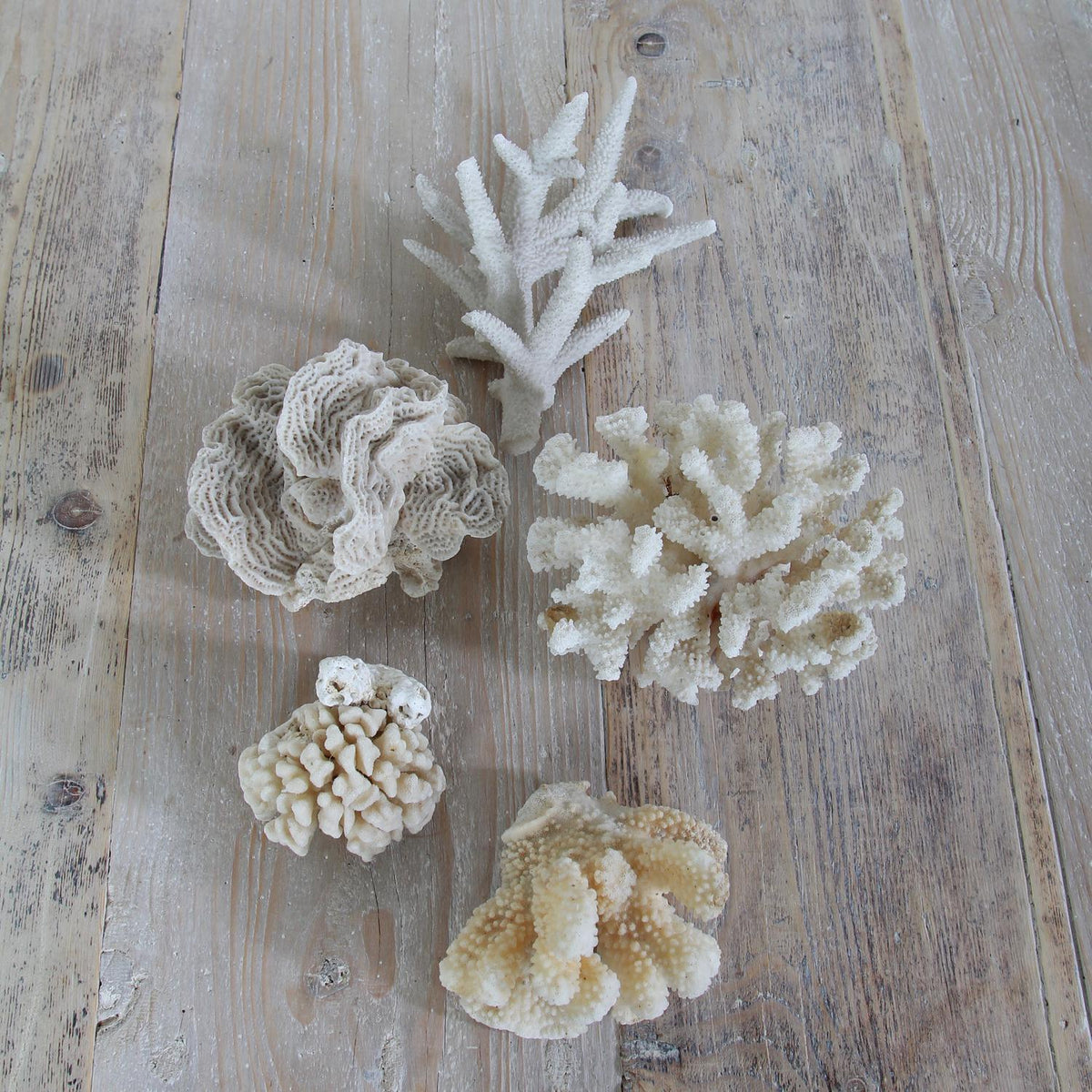 Decorative Collection of Five Vintage Corals